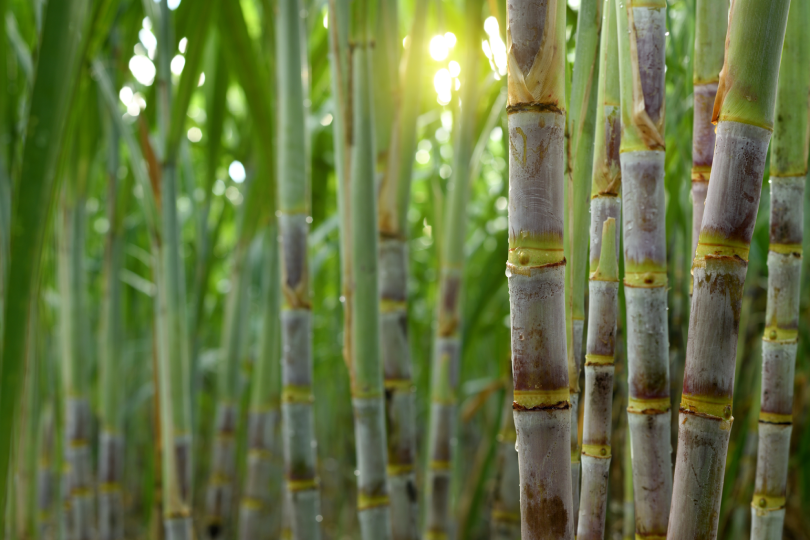 Plantação de cana-de-açúcar.