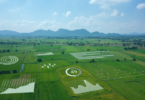 Uma vista aérea de um campo verde com ilustrações de gráficos, representando o conceito de agricultura de precisão.